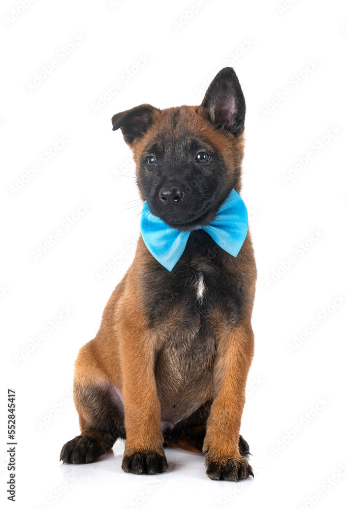 puppy malinois in studio