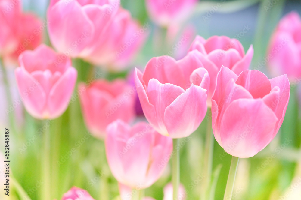The beautiful tulip flowers in the garden using as the nature background and spring season wallpaper concept. The beautiful tulip flowers in the garden using as the nature background and spring season wallpaper concept.