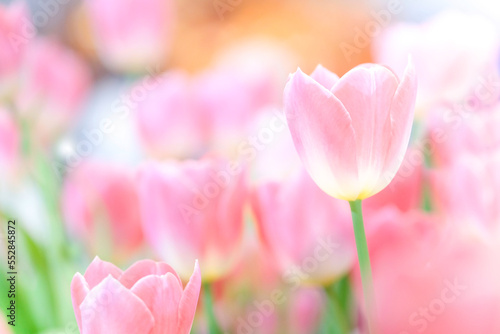 The beautiful tulip flowers in the garden using as the nature background and spring season wallpaper concept.