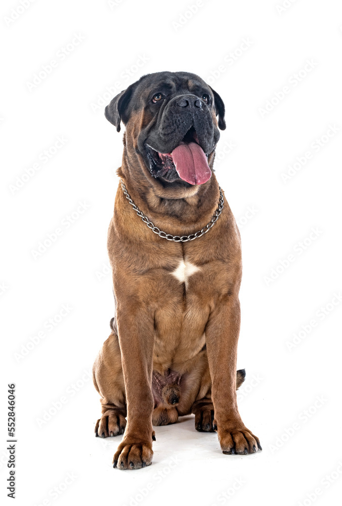  cane corso in studio