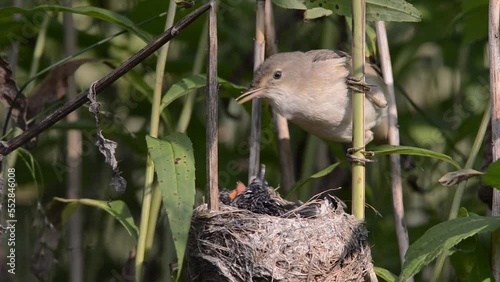 Eurasian Reed Warbler (Acrocephalus scirpaceus) feeding gray cuckoo chick (Cuculus canorus) in nest.