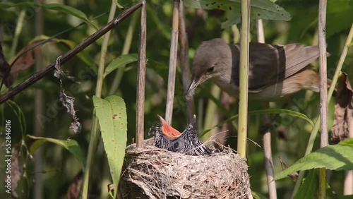 Eurasian Reed Warbler (Acrocephalus scirpaceus) feeding gray cuckoo chick (Cuculus canorus) in nest.
