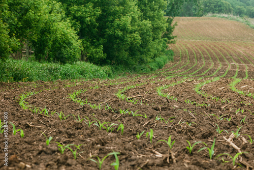New Rows of Corn Sprouting in Field