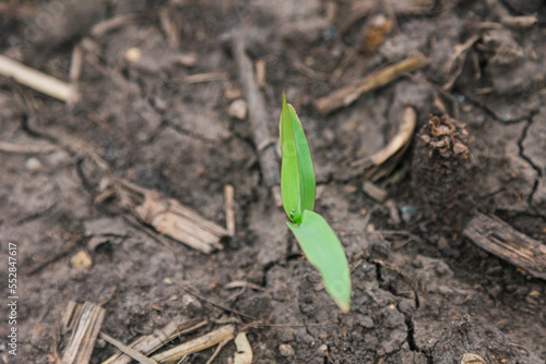 Corn Sprouting from Soil