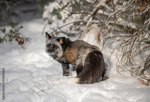 Cross fox in winter