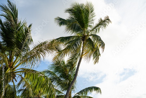 Green Coconut Palm Tree Leaves Against