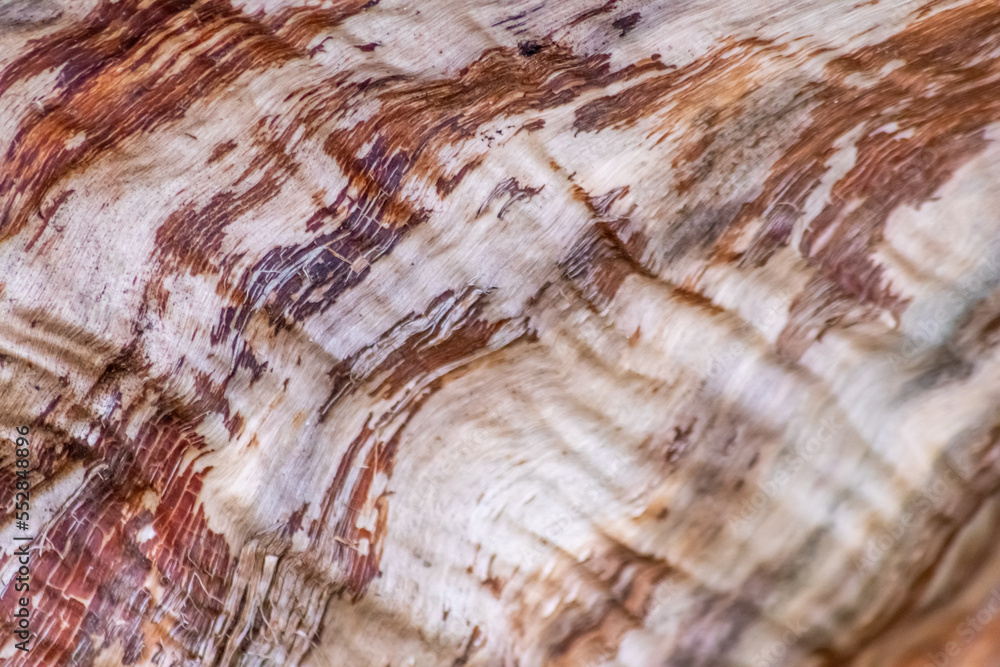 Naklejka premium Natural figure organic wood grain shows tree bark details of hardwood surface cut for furniture production in timber and lumber industry as sustainable material renewable resource natural wood grained