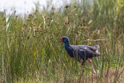 Purpurhuhn