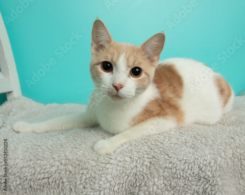 white and orange tabby kitten cat lying down