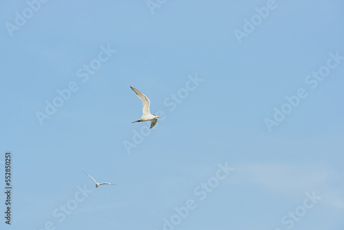 Gaviotas volando en el cielo azul