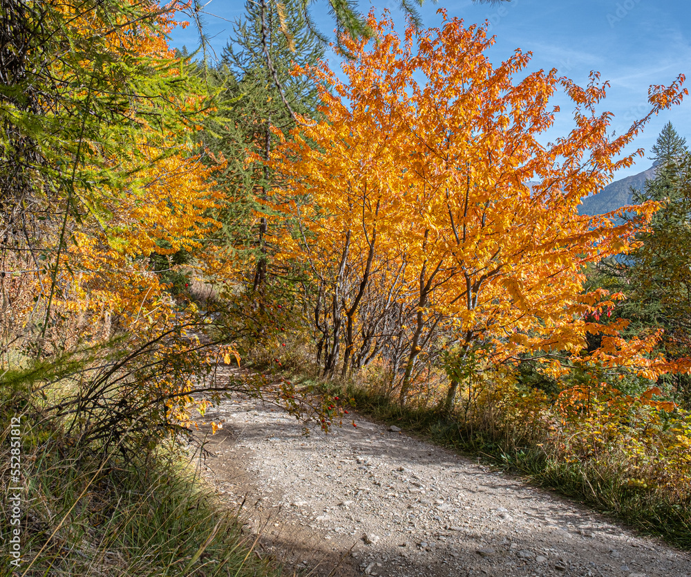 Obraz premium Autumn in Partias Nature Park near Puy-Saint-Andre, not far from Briancon, France
