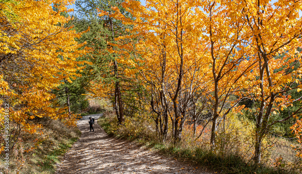 Autumn in Partias Nature Park near Puy-Saint-Andre, not far from Briancon, France Autumn in Partias Nature Park near Puy-Saint-Andre, not far from Briancon, France