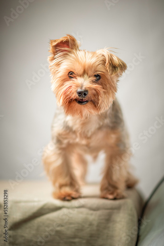 Close-up portrait of a beautiful thoroughbred terrier in a home photo studio.