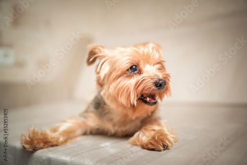 Close-up portrait of a beautiful thoroughbred terrier in a home photo studio. © shymar27