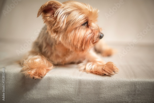 Close-up portrait of a beautiful thoroughbred terrier in a home photo studio. © shymar27
