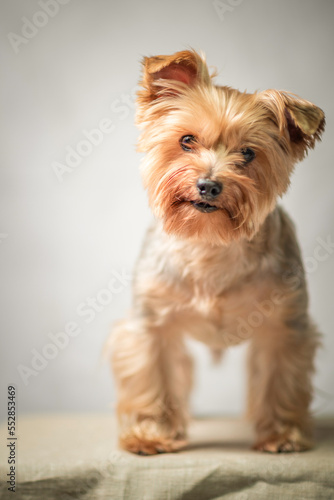 Close-up portrait of a beautiful thoroughbred terrier in a home photo studio.