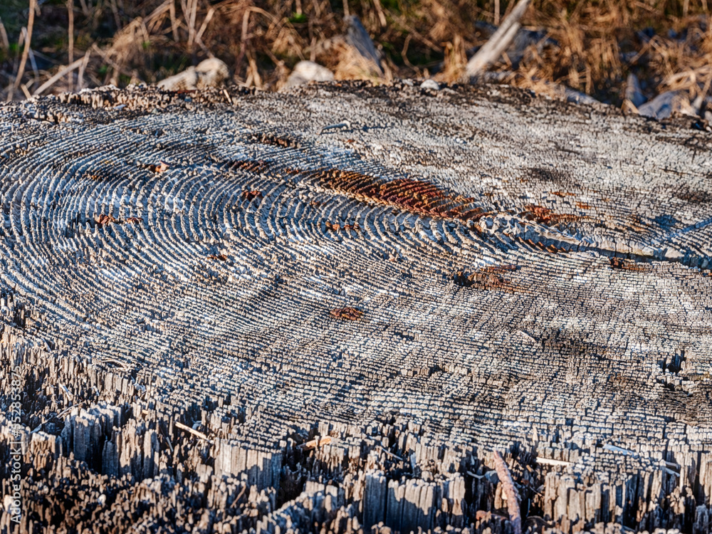 Weathered Tree Rings On A Beach Stump Weathered Tree Rings On A Beach Stump