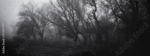 Spooky landscape showing forest on a misty winter day in black and white
