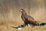 Majestic predator White-tailed eagle, Haliaeetus albicilla in Poland wild nature