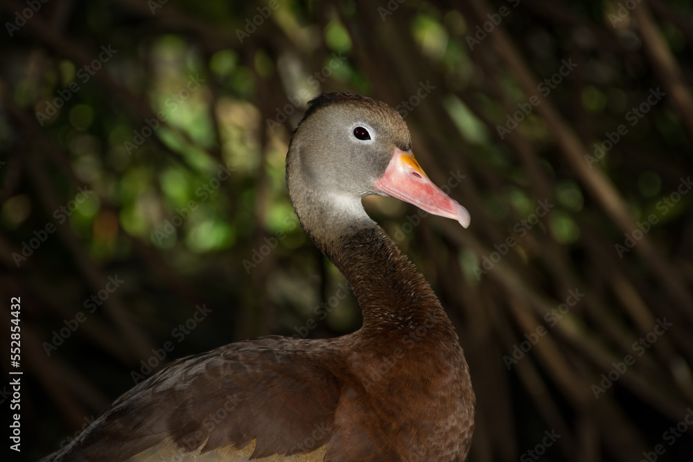 A duck standing erect with a pink bill A duck standing erect with a pink bill