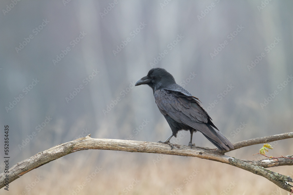 Bird beautiful raven Corvus corax North Poland Europe Bird beautiful raven Corvus corax North Poland Europe