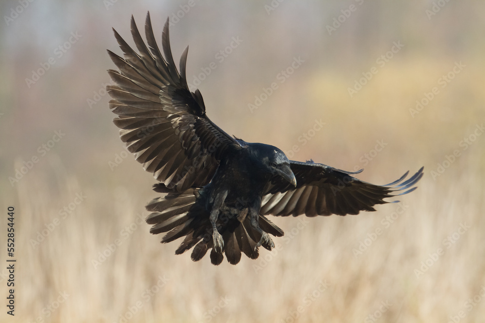 Fototapeta premium Bird beautiful raven Corvus corax North Poland Europe