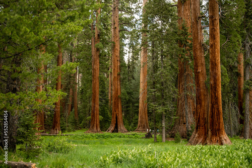 Obraz na płótnie Peaceful Evening in Round Meadow in Sequoia
