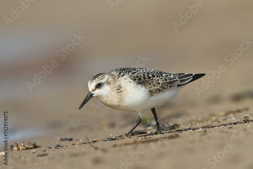 bird - Sanderling Calidris alba adult migratory bird, shorebird Poland Europe