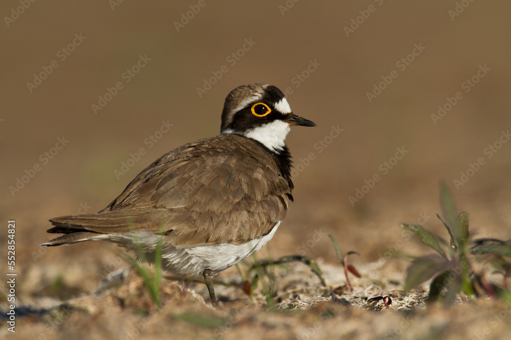 Obraz premium Bird Charadrius dubius, Little Ringed Plover on blurred background