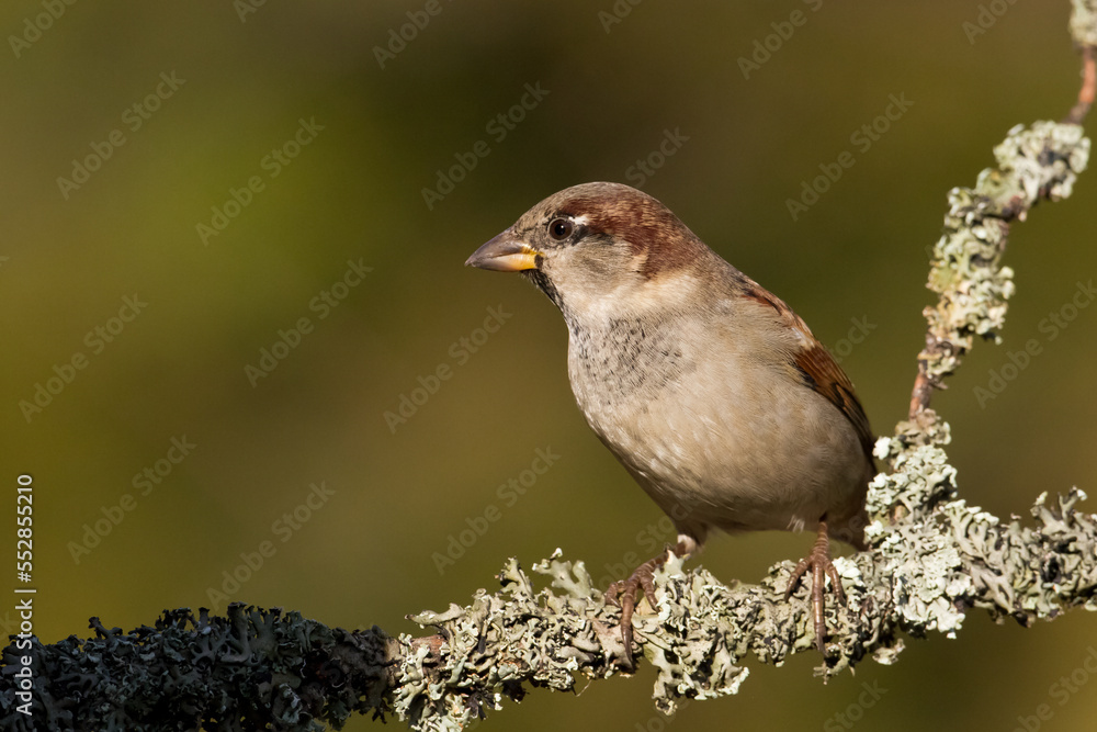 Bird - House sparrow Passer domesticus sitting on the branch Bird - House sparrow Passer domesticus sitting on the branch