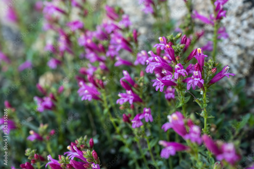 Purple Pentstemon Flowers Growing Close to the Ground in Sequoia Purple Pentstemon Flowers Growing Close to the Ground in Sequoia