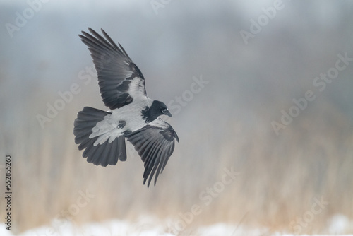 Bird - Hooded crow Corvus cornix in amazing warm background Poland Europe	
