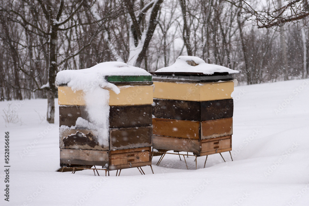 custom made wallpaper toronto digitalBee hive, apiary in the winter garden under a layer of large snow