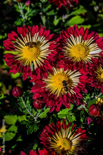 bush of red-white chrysanthemums in the garden with bees  background with decorative flowers and insects