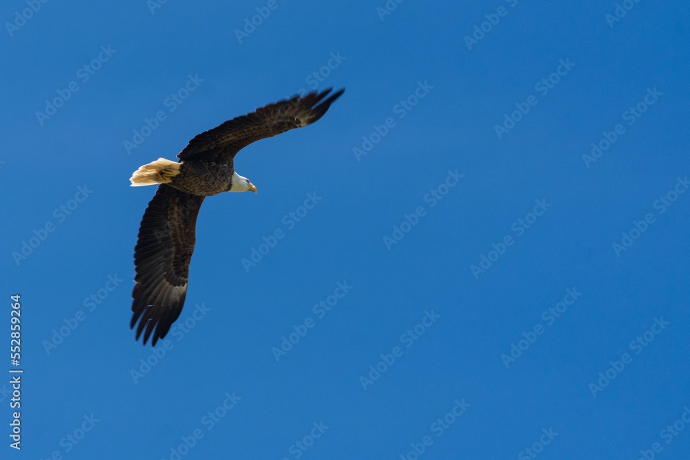 A bald eagle in flight near the Potomac River A bald eagle in flight near the Potomac River