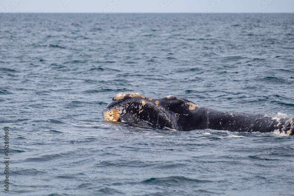 Fototapeta premium Side view of a southern right whale, Peninsula Valdez, Argentina