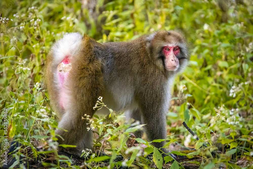 Cute wild japanese snow monkey portrait in Nikko national park Cute wild japanese snow monkey portrait in Nikko national park
