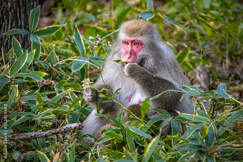 Obraz premium Cute wild japanese snow monkeys in Nikko national park forest
