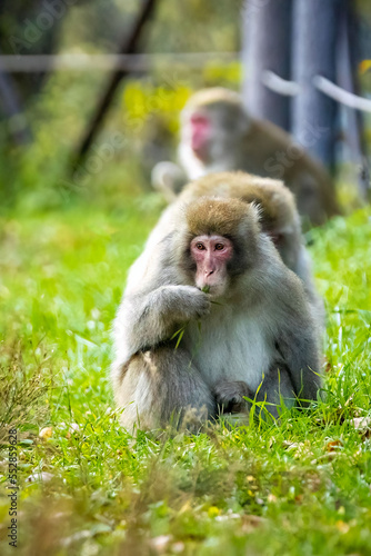 Cute wild japanese snow monkeys eatingin Nikko national park © PhotoSpirit