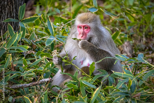 Cute wild japanese snow monkeys in Nikko national park forest