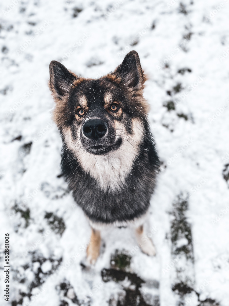 Husky-Mix mit Blick in Kamera Husky-Mix mit Blick in Kamera