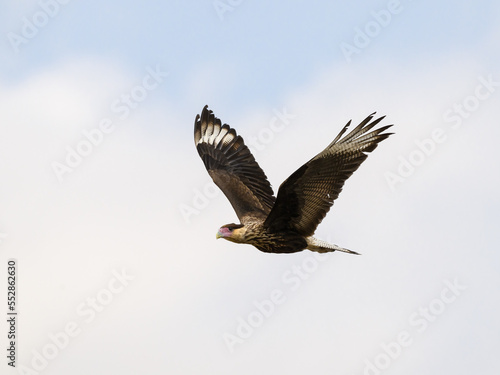 Juvenile Crested Caracara flying against sky