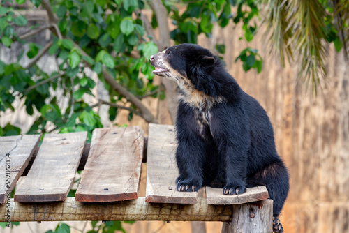 Female Spectacled Bear sitting looking forward in closeup and portrait
