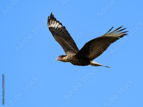 Juvenile Crested Caracara flying against blue sky