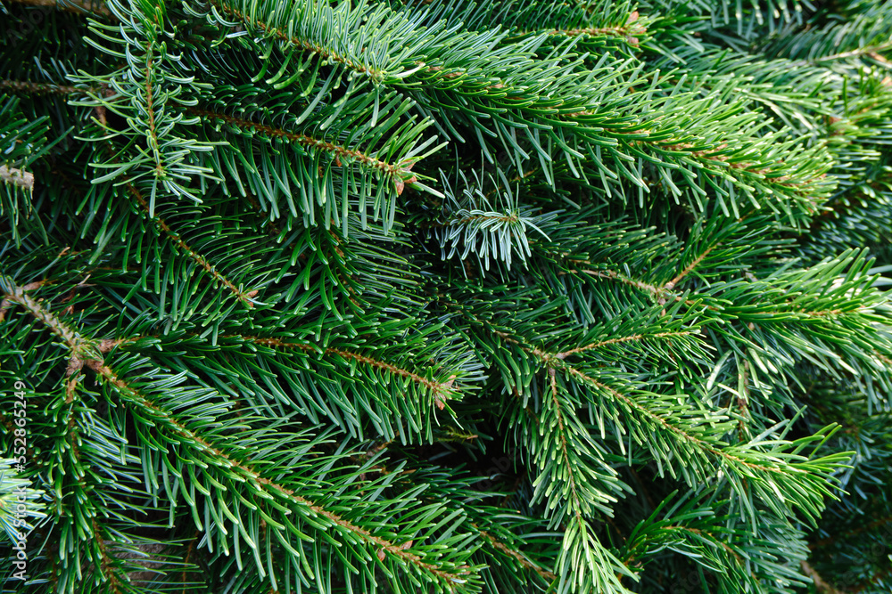 Green fir branches close-up. Pine texture. Christmas background