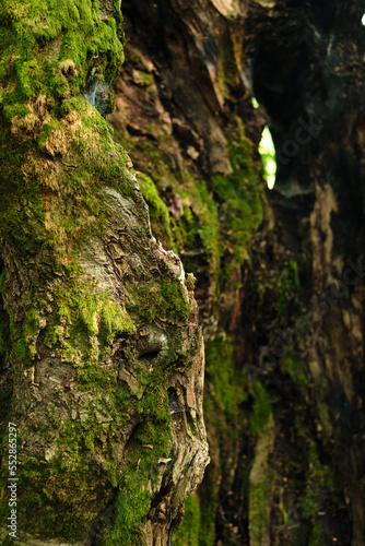 Tree with moss in the wild forest. Forest ecology. Wild nature, wild life. Earth Day. Conservation, ecology, environment concept 