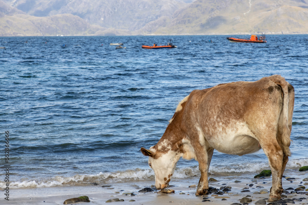 Cow eats crab on the beach in Elgol ( Isle of Skye ), Scotland