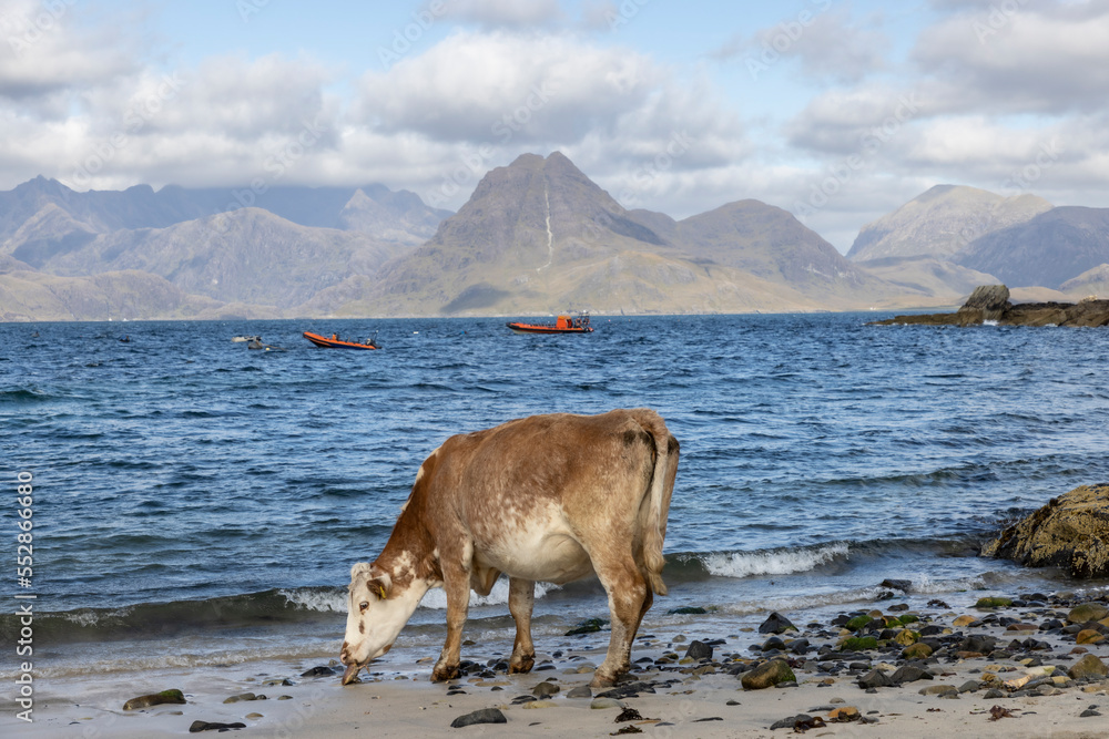 Cow eats crab on the beach in Elgol ( Isle of Skye ), Scotland