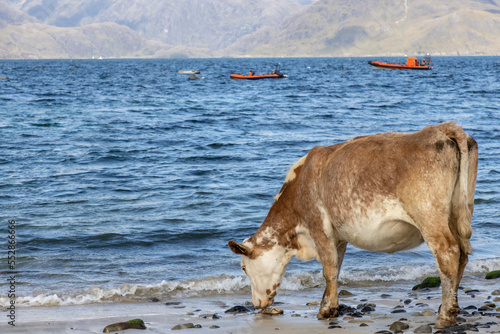 Obraz na płótnie Cow eats crab on the beach in Elgol ( Isle of Skye ), Scotland w salonie