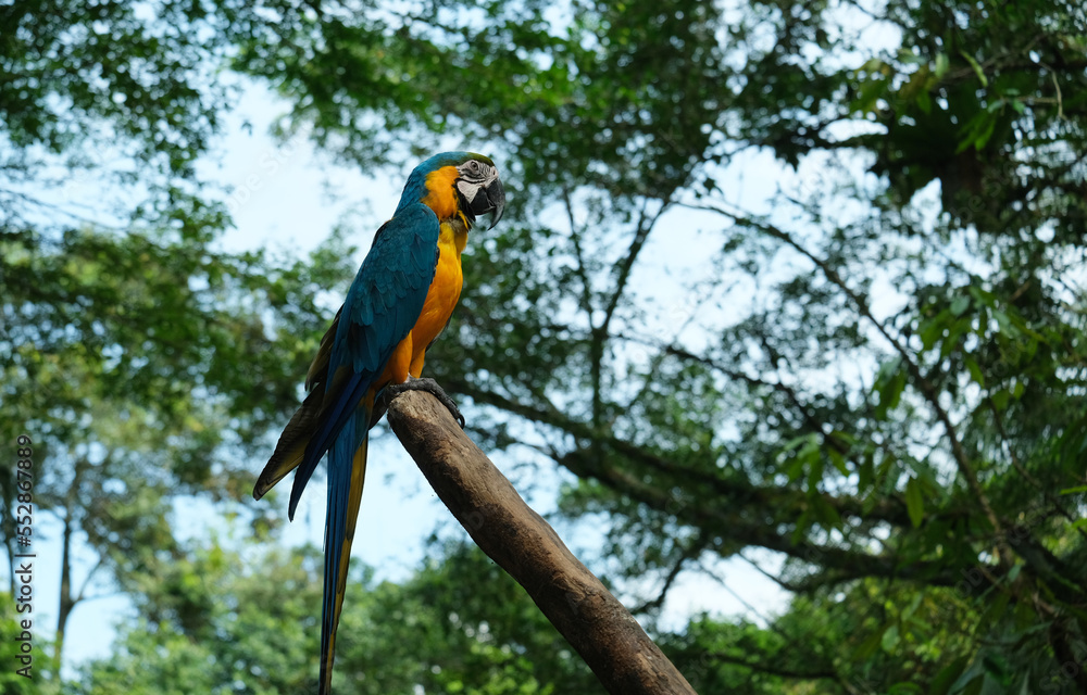 Selective focus with close up and noise effect picture of macaw parrot on tree branch Selective focus with close up and noise effect picture of macaw parrot on tree branch